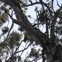 Callocephalon fimbriatum (Gang-gang Cockatoo) at Garran, ACT - 6 Oct 2019 by Thehappywanderer