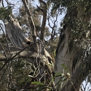 Callocephalon fimbriatum at Garran, ACT - 6 Oct 2019