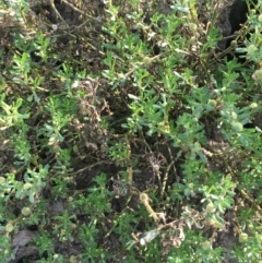 Centipeda cunninghamii at Molonglo Valley, ACT - 3 Apr 2019