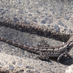 Amphibolurus muricatus (Jacky Lizard) at Acton, ACT - 30 Sep 2019 by JackyF