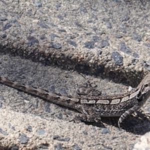 Amphibolurus muricatus at Acton, ACT - 30 Sep 2019 12:10 PM