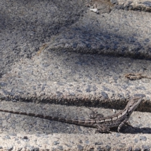 Amphibolurus muricatus at Acton, ACT - 30 Sep 2019