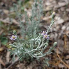 Vittadinia gracilis (New Holland Daisy) at Deakin, ACT - 6 Oct 2019 by JackyF