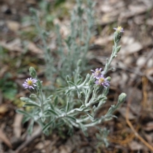 Vittadinia gracilis at Deakin, ACT - 6 Oct 2019