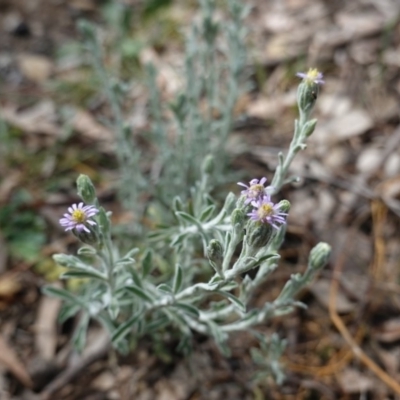 Vittadinia gracilis (New Holland Daisy) at Red Hill Nature Reserve - 6 Oct 2019 by JackyF