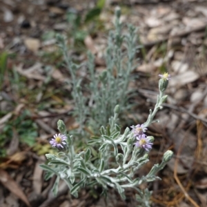 Vittadinia gracilis at Deakin, ACT - 6 Oct 2019