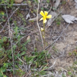 Goodenia pinnatifida at Deakin, ACT - 6 Oct 2019 05:33 PM