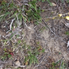 Goodenia pinnatifida at Deakin, ACT - 6 Oct 2019 05:33 PM