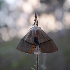 Gastrophora henricaria (Fallen-bark Looper, Beautiful Leaf Moth) at Acton, ACT - 6 Oct 2019 by shoko