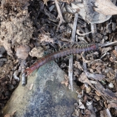 Scolopendromorpha (order) (A centipede) at Red Hill Nature Reserve - 5 Oct 2019 by JackyF