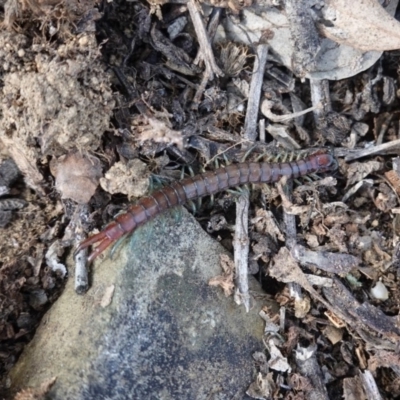 Scolopendromorpha (order) (A centipede) at Deakin, ACT - 5 Oct 2019 by JackyF
