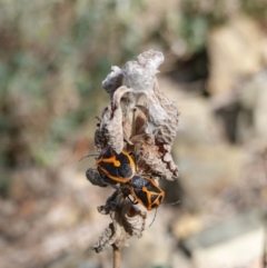 Agonoscelis rutila (Horehound bug) at Deakin, ACT - 5 Oct 2019 by JackyF