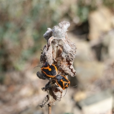 Agonoscelis rutila (Horehound bug) at Deakin, ACT - 5 Oct 2019 by JackyF