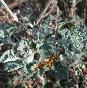 Agonoscelis rutila at Deakin, ACT - 6 Oct 2019