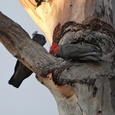 Callocephalon fimbriatum (Gang-gang Cockatoo) at Red Hill to Yarralumla Creek - 4 Oct 2019 by JackyF