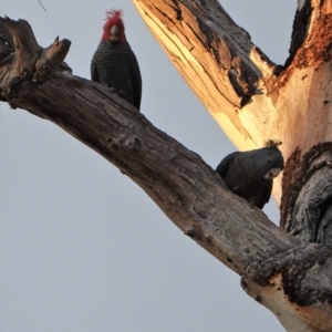 Callocephalon fimbriatum at Hughes, ACT - 4 Oct 2019