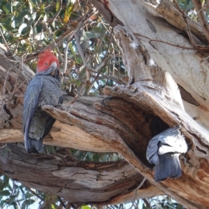 Callocephalon fimbriatum at Hughes, ACT - 6 Oct 2019