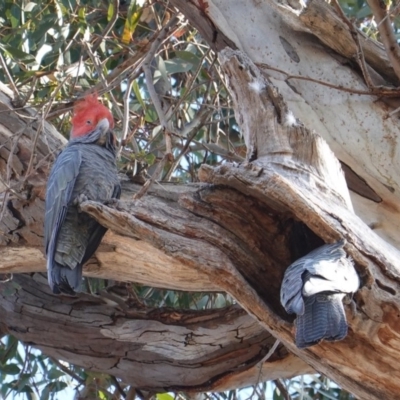 Callocephalon fimbriatum (Gang-gang Cockatoo) at Hughes Grassy Woodland - 6 Oct 2019 by JackyF