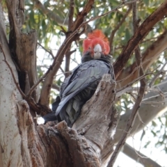 Callocephalon fimbriatum at Hughes, ACT - 6 Oct 2019