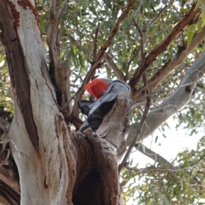 Callocephalon fimbriatum at Hughes, ACT - 6 Oct 2019