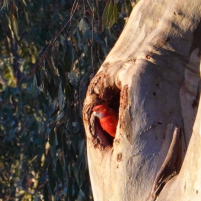 Platycercus elegans (Crimson Rosella) at Red Hill to Yarralumla Creek - 4 Oct 2019 by JackyF