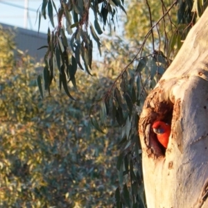 Platycercus elegans at Deakin, ACT - 4 Oct 2019