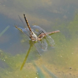 Hemicordulia tau at Bonython, ACT - 6 Oct 2019