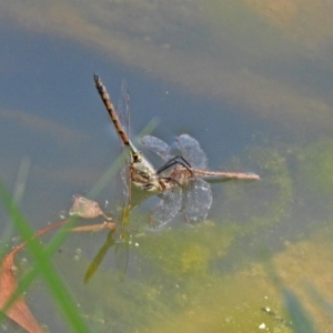 Hemicordulia tau at Bonython, ACT - 6 Oct 2019