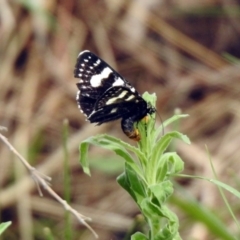 Phalaenoides tristifica (Willow-herb Day-moth) at Bonython, ACT - 6 Oct 2019 by RodDeb