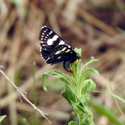 Phalaenoides tristifica (Willow-herb Day-moth) at Stranger Pond - 6 Oct 2019 by RodDeb