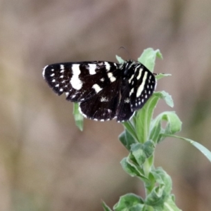 Phalaenoides tristifica at Bonython, ACT - 6 Oct 2019