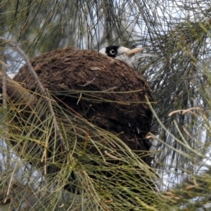 Grallina cyanoleuca at Bonython, ACT - 6 Oct 2019 11:32 AM