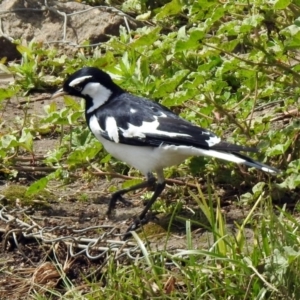 Grallina cyanoleuca at Bonython, ACT - 6 Oct 2019 11:32 AM