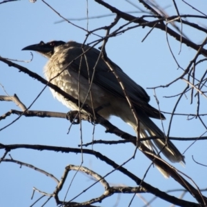 Philemon corniculatus at Bonython, ACT - 6 Oct 2019 12:39 PM