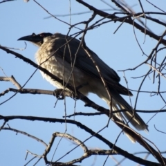 Philemon corniculatus (Noisy Friarbird) at Bonython, ACT - 6 Oct 2019 by RodDeb