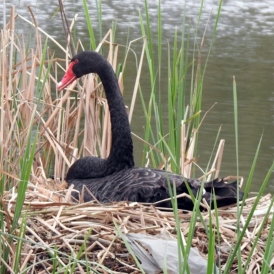 Cygnus atratus (Black Swan) at Stranger Pond - 6 Oct 2019 by RodDeb