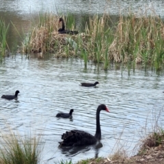 Cygnus atratus at Bonython, ACT - 6 Oct 2019