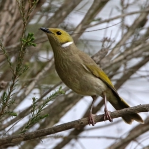 Ptilotula penicillata at Bonython, ACT - 6 Oct 2019 12:27 PM