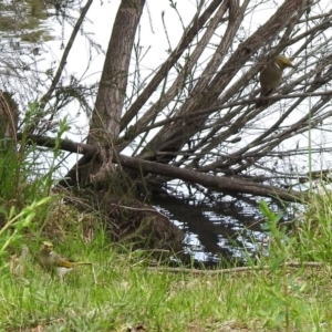 Ptilotula penicillata at Bonython, ACT - 6 Oct 2019