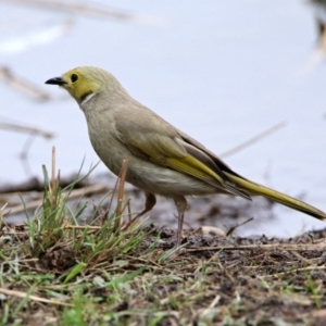 Ptilotula penicillata at Bonython, ACT - 6 Oct 2019 12:27 PM