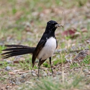 Rhipidura leucophrys at Bonython, ACT - 6 Oct 2019