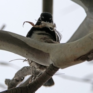 Rhipidura leucophrys at Bonython, ACT - 6 Oct 2019 12:16 PM