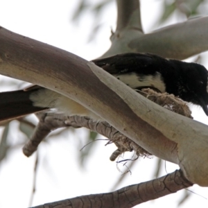 Rhipidura leucophrys at Bonython, ACT - 6 Oct 2019