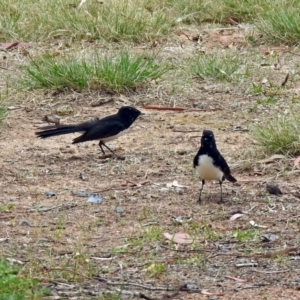 Rhipidura leucophrys at Bonython, ACT - 6 Oct 2019