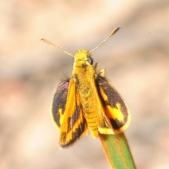 Ocybadistes walkeri (Green Grass-dart) at Bruce Ridge to Gossan Hill - 4 Oct 2019 by Harrisi