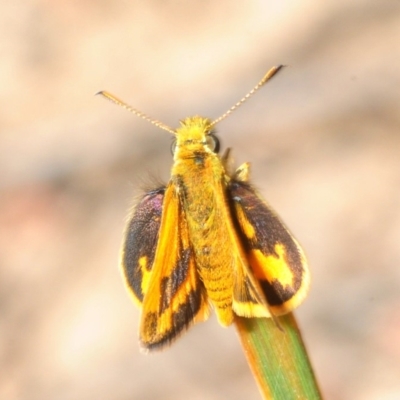 Ocybadistes walkeri (Green Grass-dart) at Bruce Ridge - 4 Oct 2019 by Harrisi