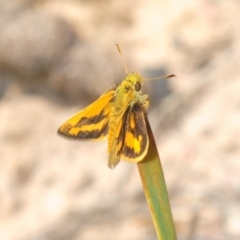 Ocybadistes walkeri at Bruce, ACT - 4 Oct 2019 10:57 AM