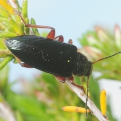 Lepturidea pulchra (Darkling beetle) at Sherwood Forest - 4 Oct 2019 by Harrisi