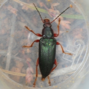 Lepturidea pulchra at Coree, ACT - 4 Oct 2019 03:08 PM