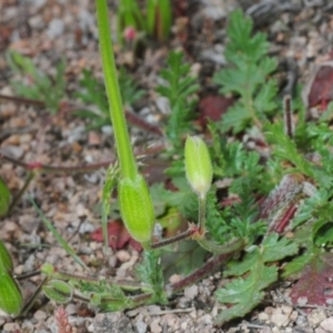 Erodium botrys at Coree, ACT - 4 Oct 2019